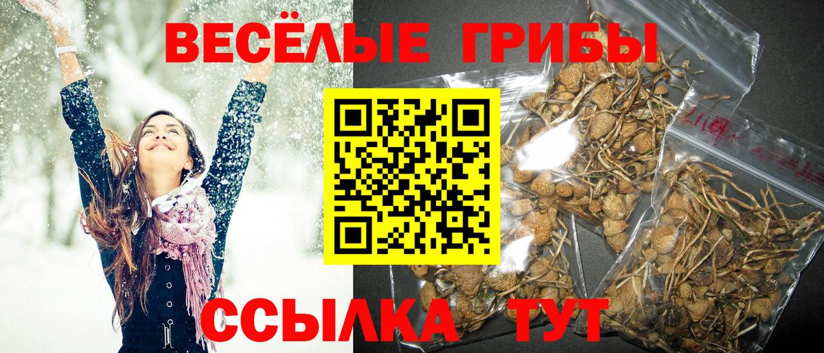 Псилоцибиновые грибы GOLDEN TEACHER Мичуринск